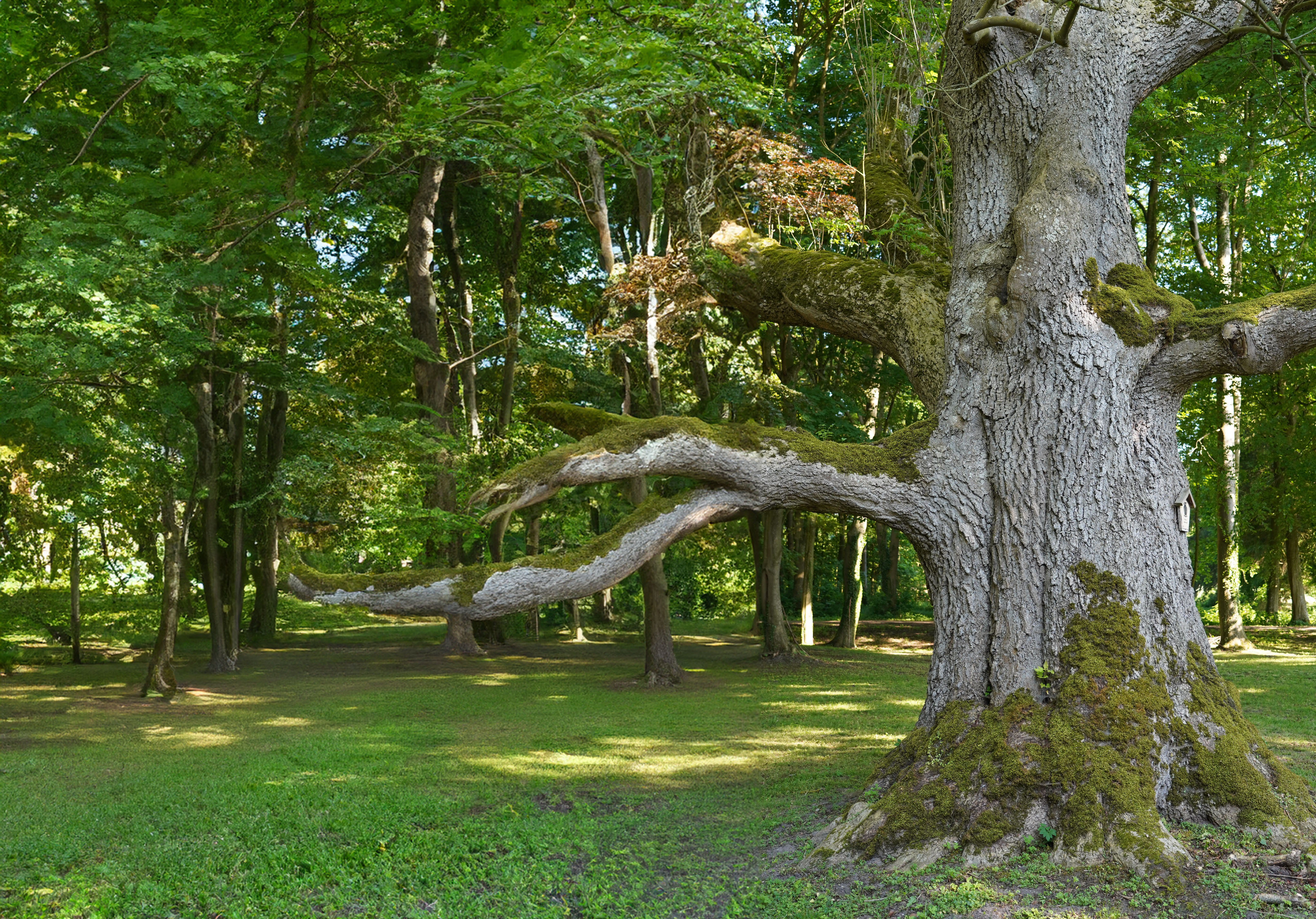 Knorriger Baum mit ungewöhnlicher Wuchsform