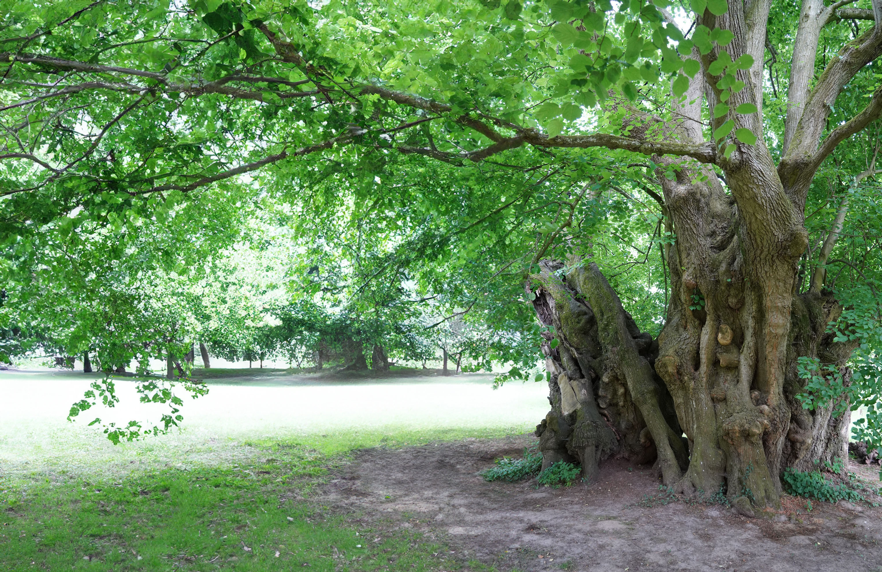 Alter Baum in einem Park