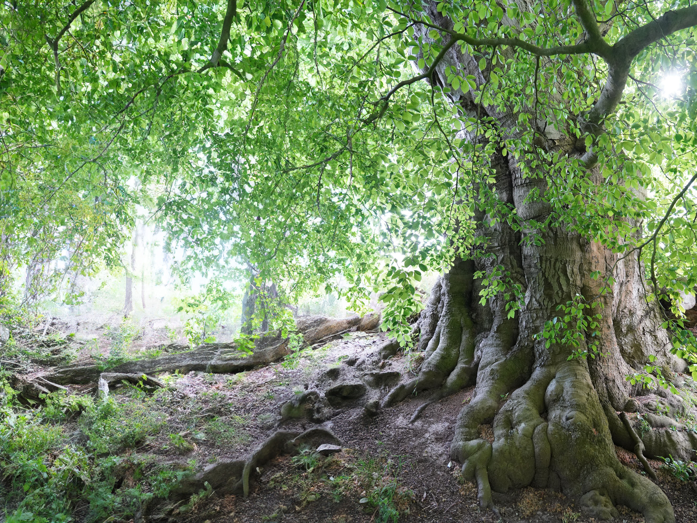 Riesige Wurzeln eines alten Baumes
