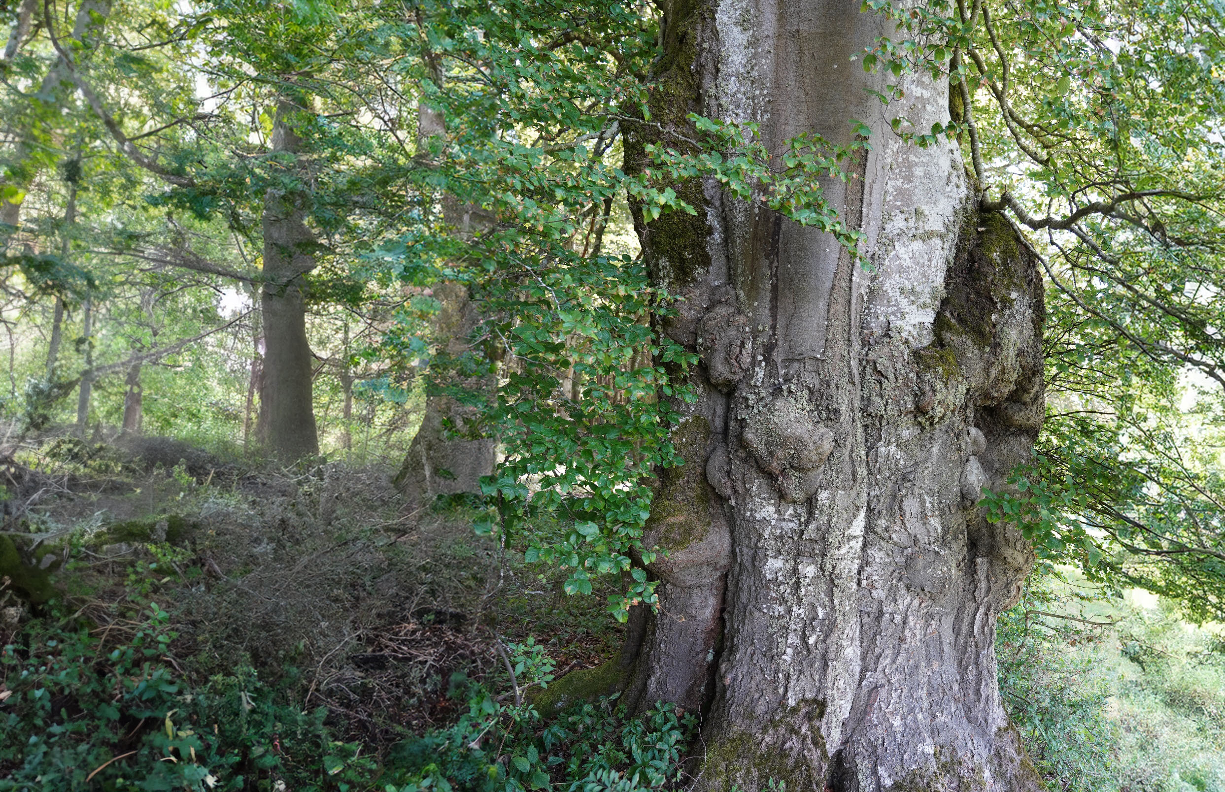 Breiter Baumstamm mit verschiedenen Wucherungen