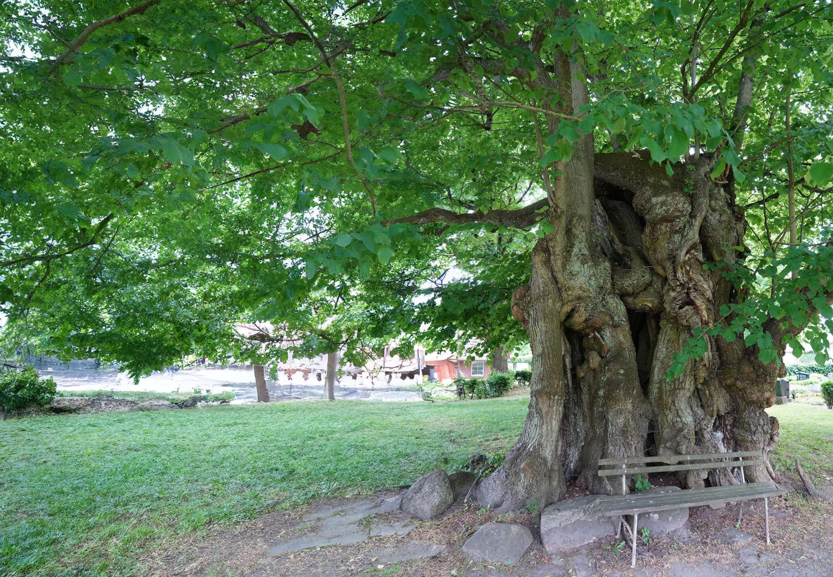 Knorriger breiter Baum im Park