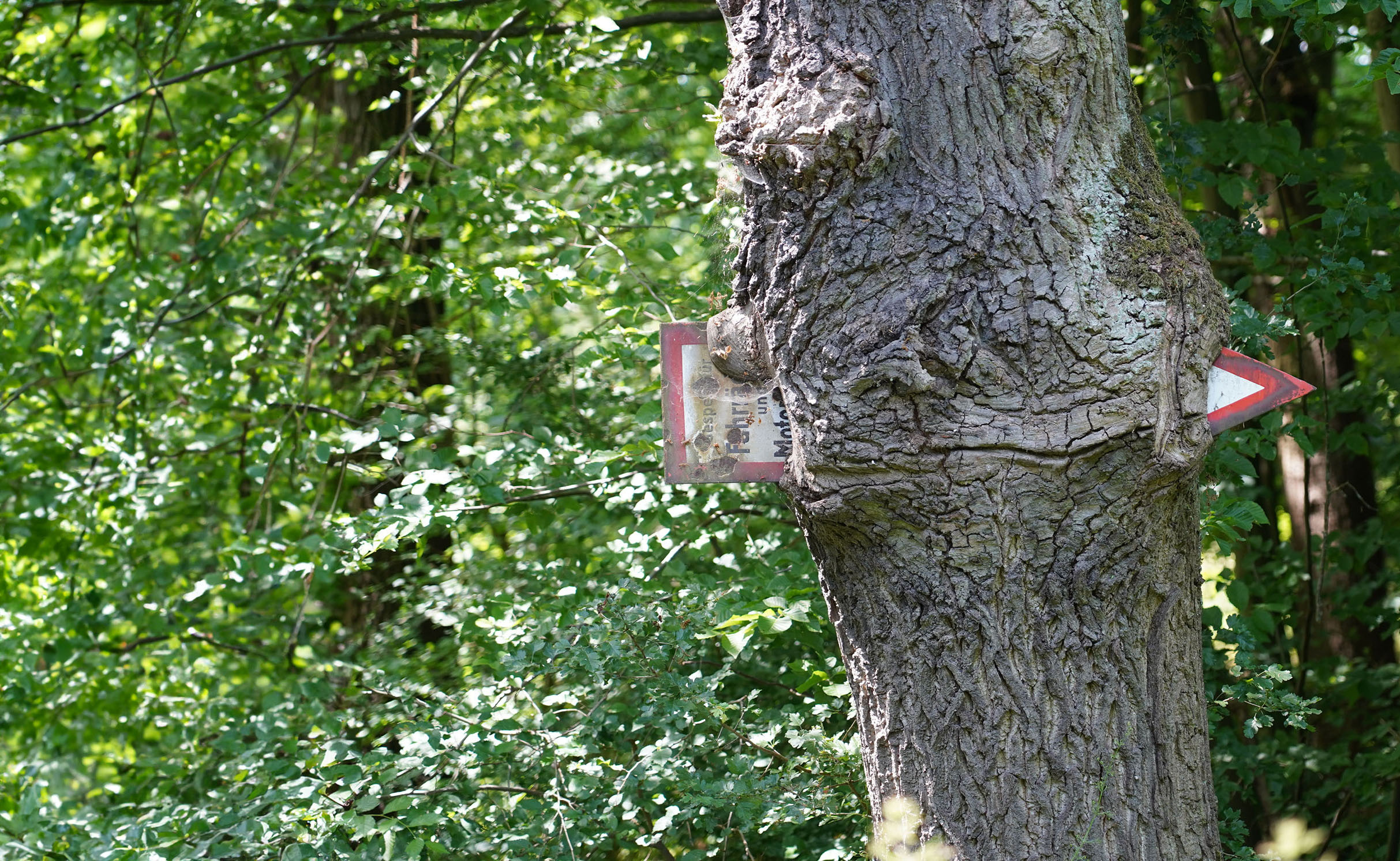 Baum mit eingewachsenem Wegweiser
