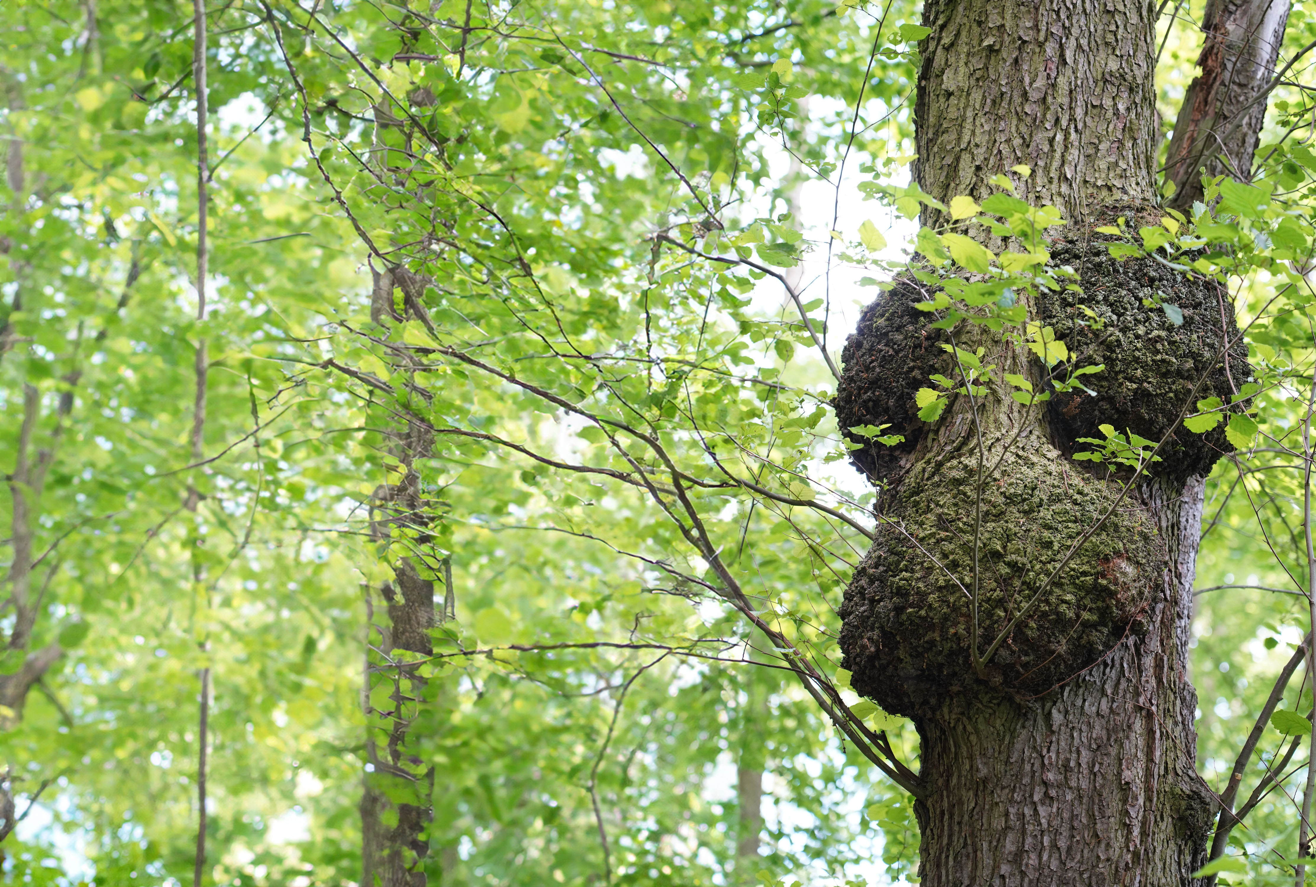 Wucherrung an einem Baumstamm